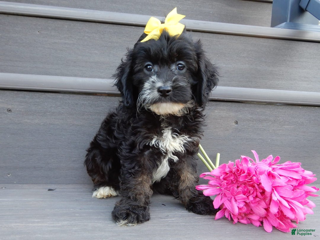 Cockapoo dogs for sale: Dolly - Image 4