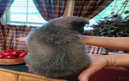 Chihuahua dogs for sale: Rocky Silver Blue - Image 9