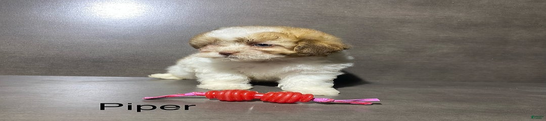 Piper