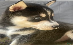 Alaskan Klee Kai dogs for sale: Naymeria - Image 5