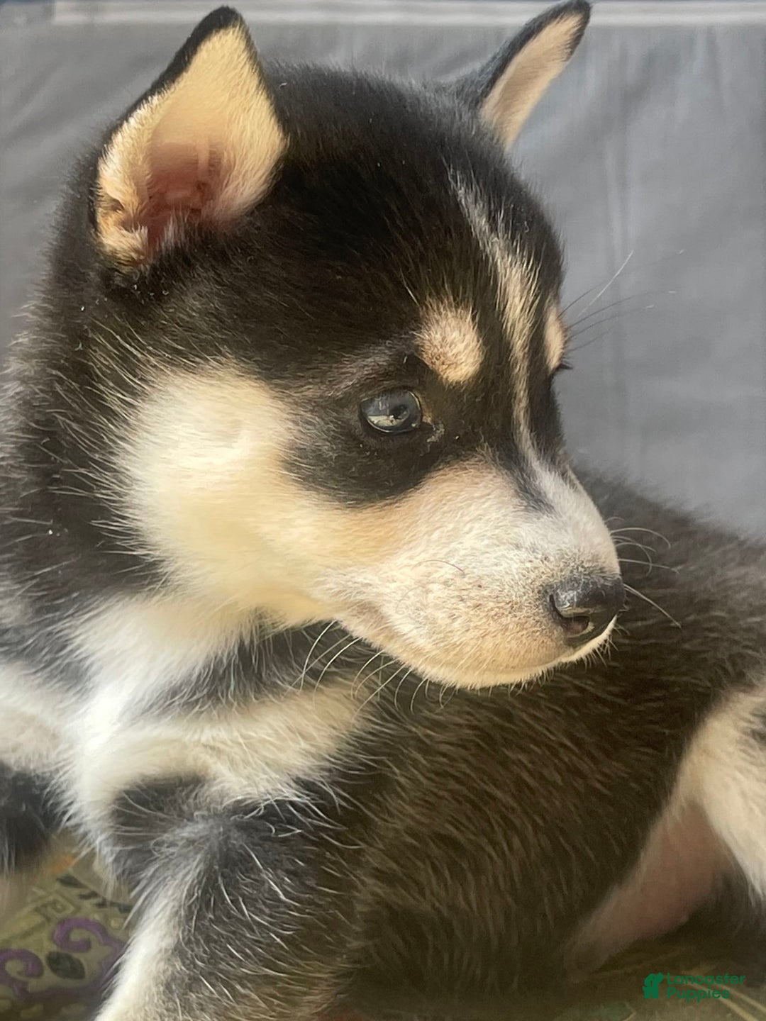 Alaskan Klee Kai dogs for sale: Naymeria - Image 5