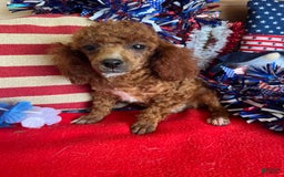 Toy Poodle dogs for sale: Elvis - Image 5