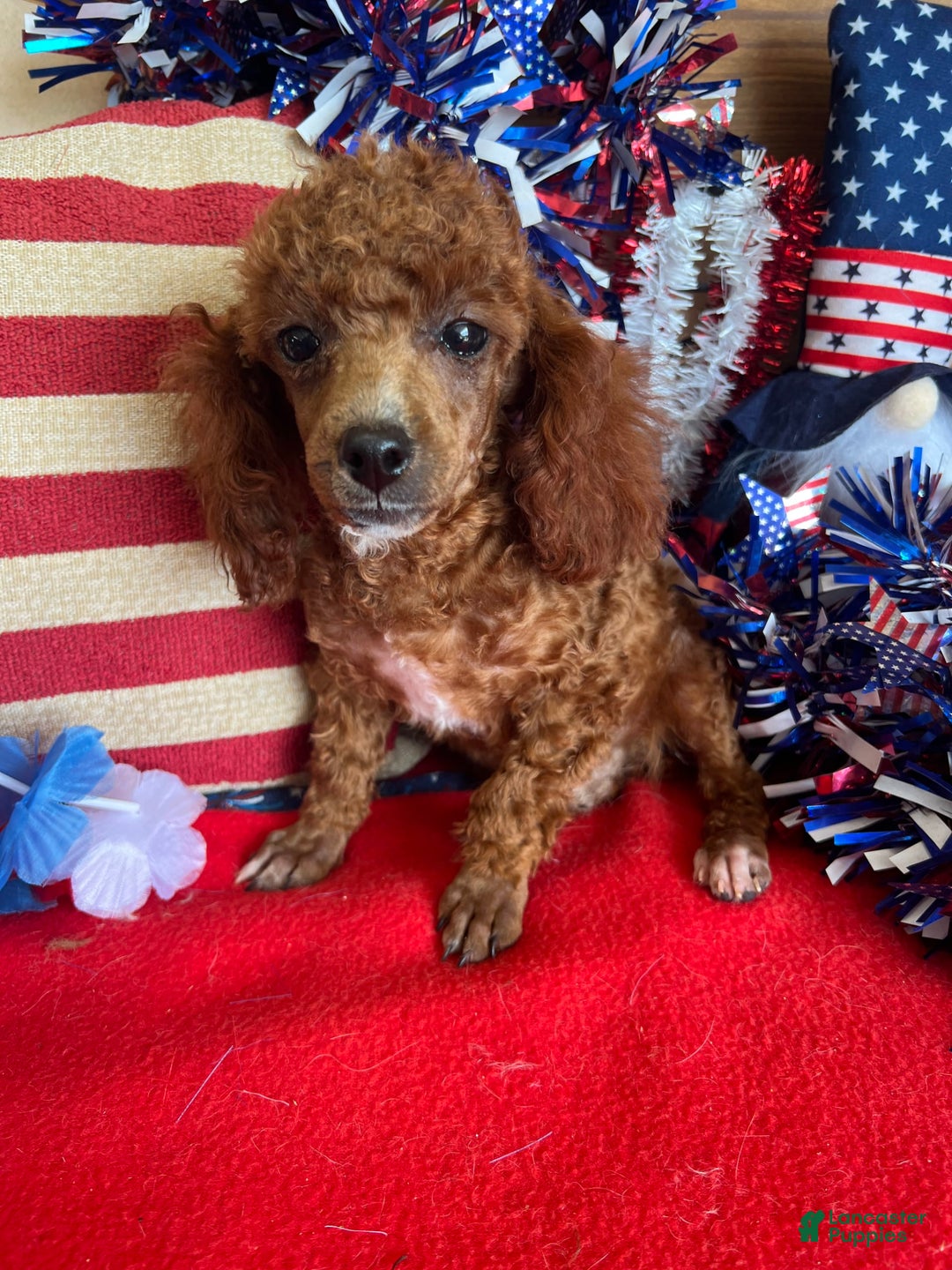 Toy Poodle dogs for sale: Elvis - Image 5