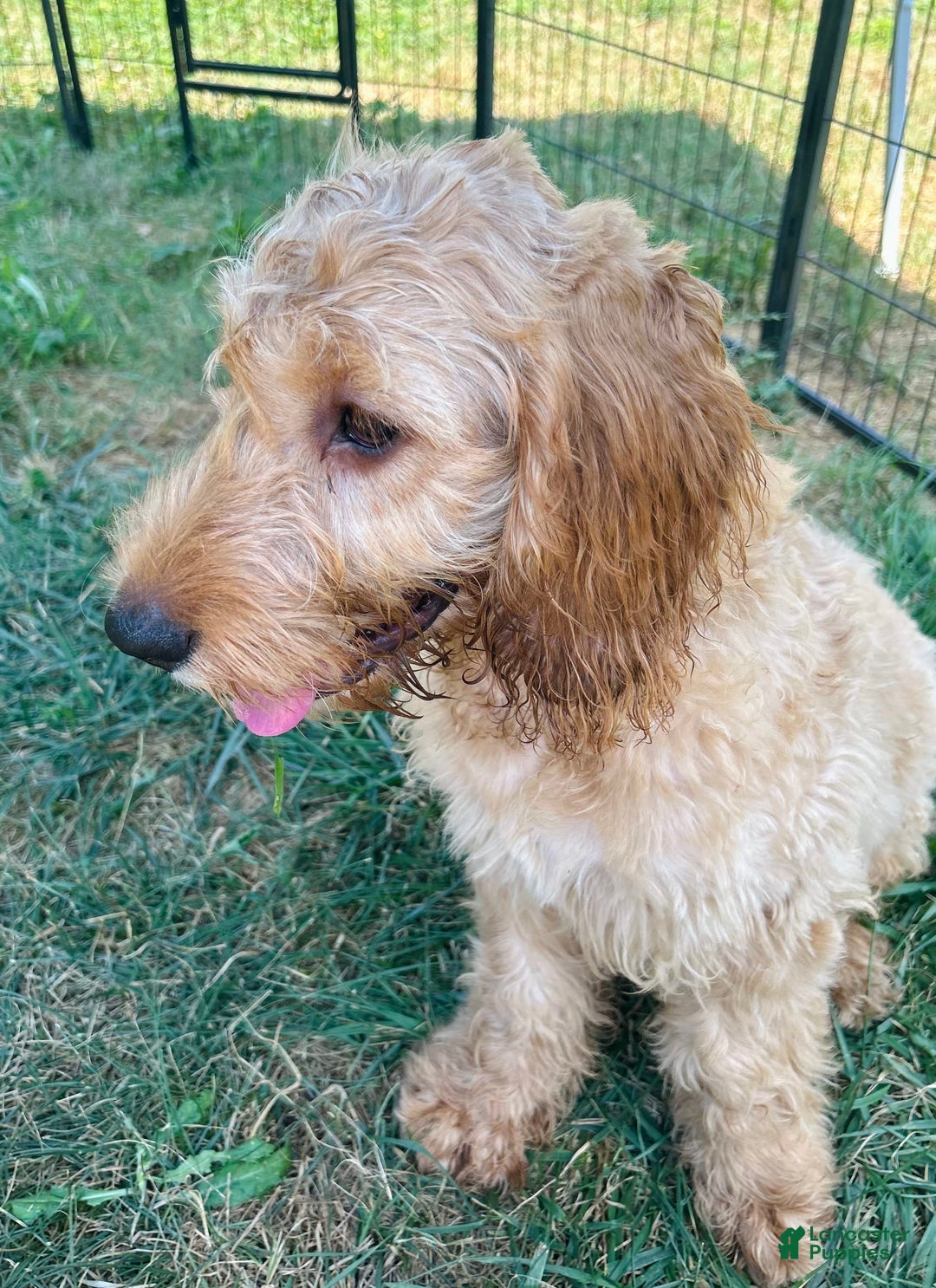 Goldendoodle dogs for sale: Victor - Image 7