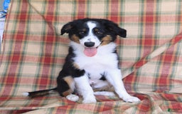 Miniature Australian Shepherd dogs for sale: Benji - Image 2