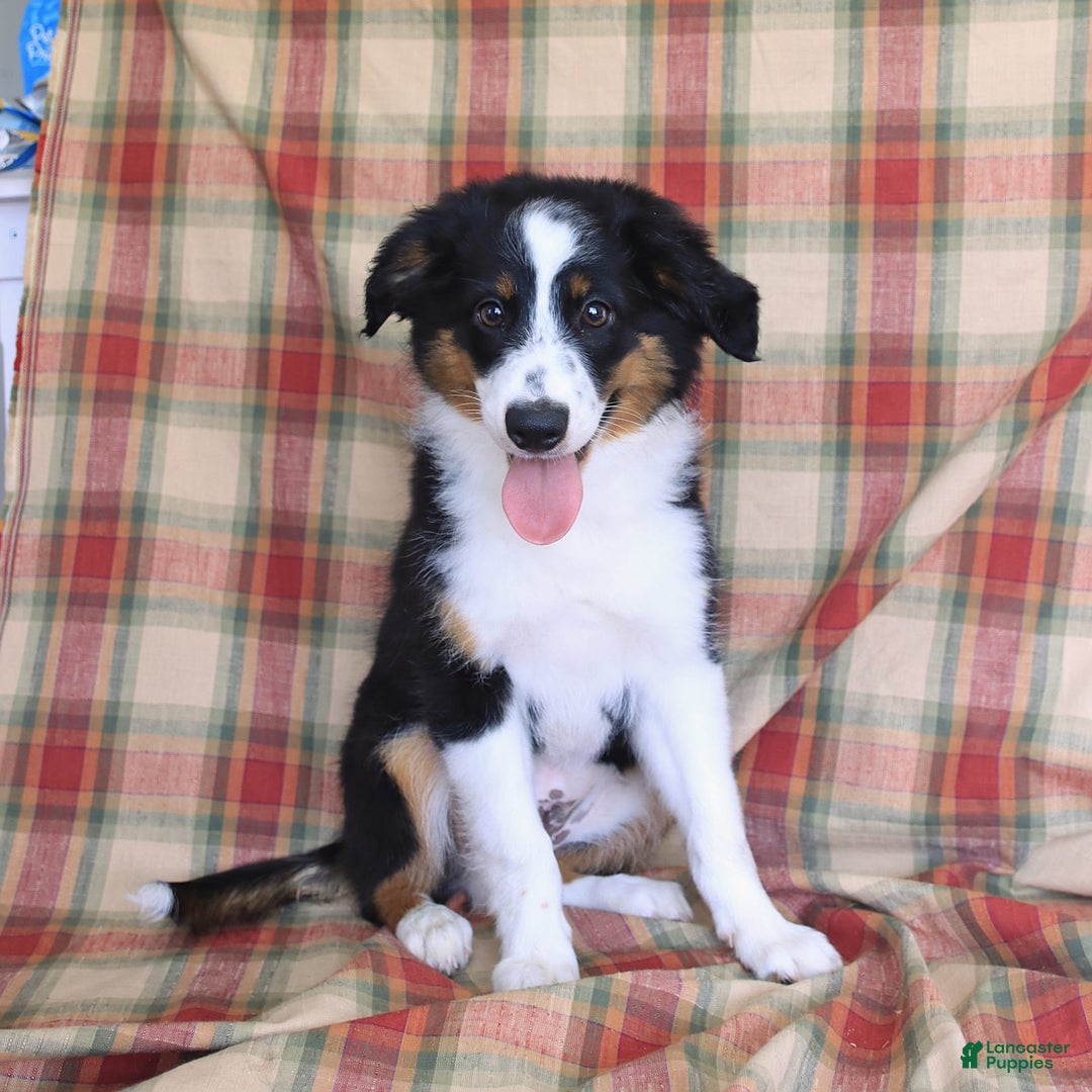 Miniature Australian Shepherd dogs for sale: Benji - Image 2