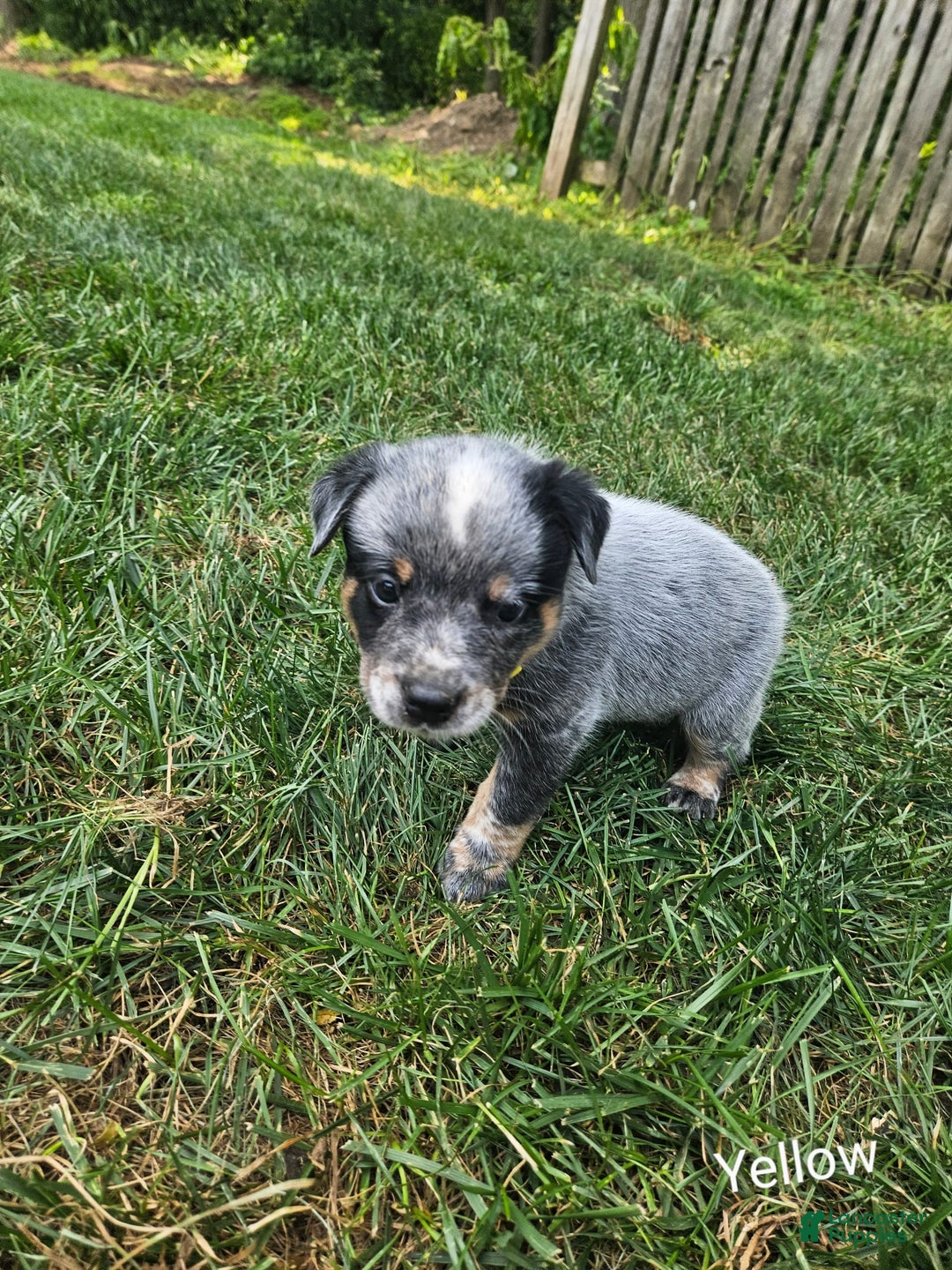 Australian Cattle Dog dogs for sale: Trixy - Image 3