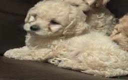 Yorkshire Terrier dogs for sale: Bear - Image 1