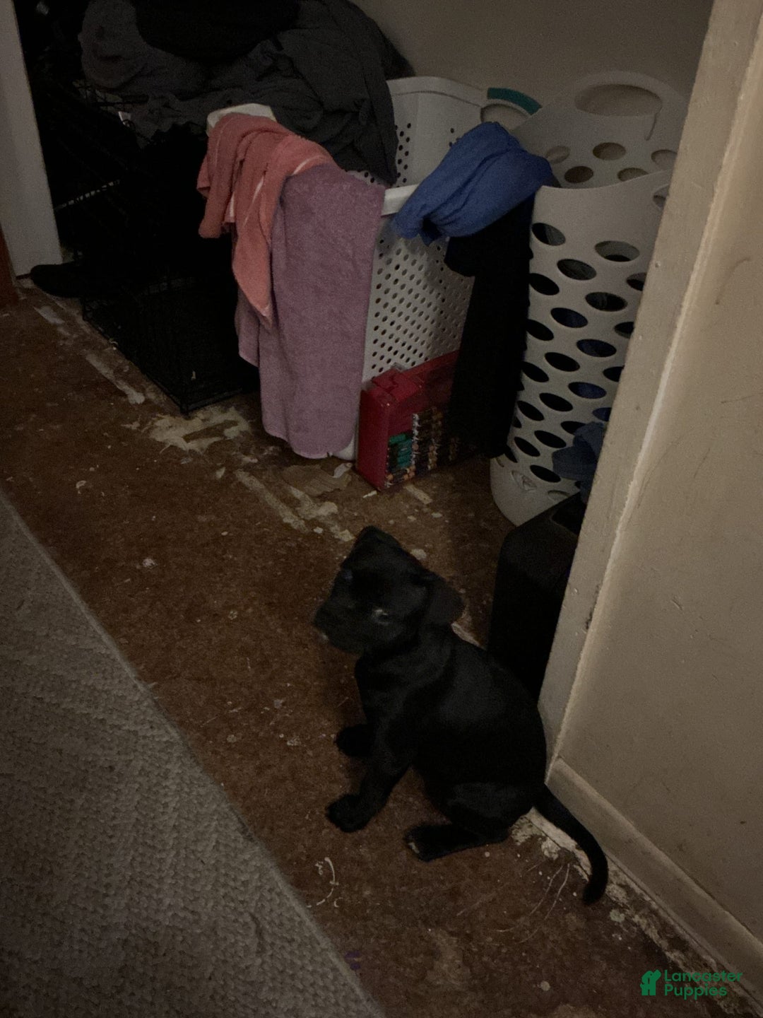 American Pit Bull Terrier dogs for sale: Minnie aka Gracie little - Image 3