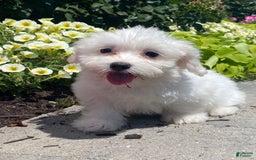 Coton De Tulear dogs for sale: Cora - Image 3