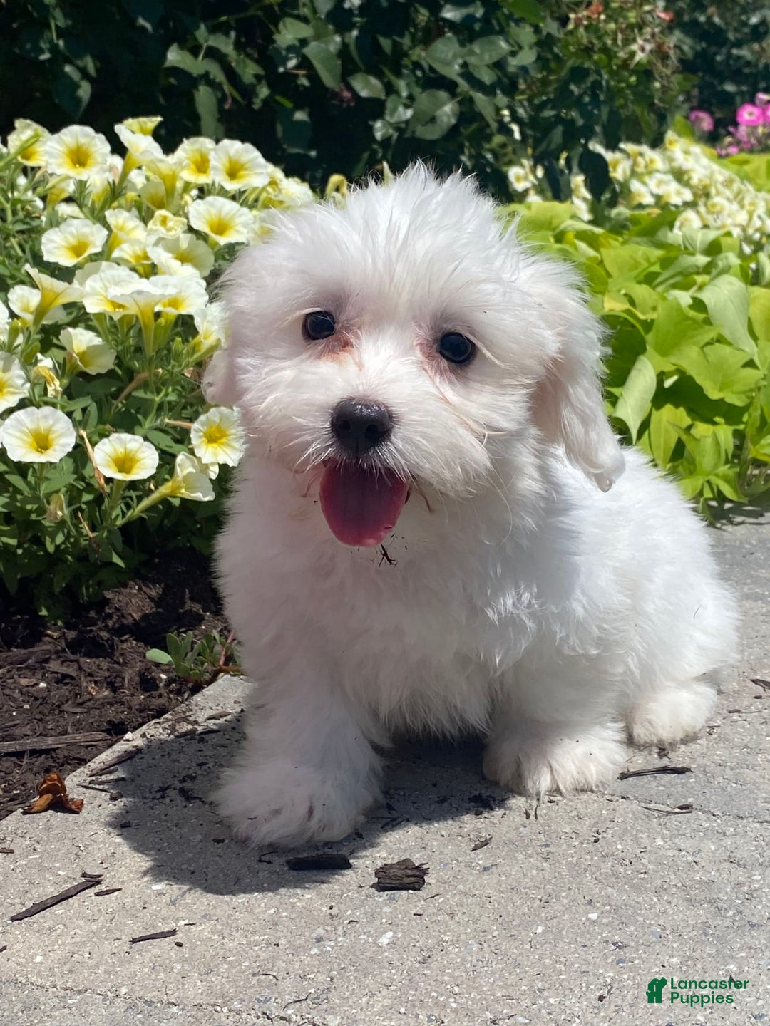 Coton De Tulear dogs for sale: Cora - Image 3