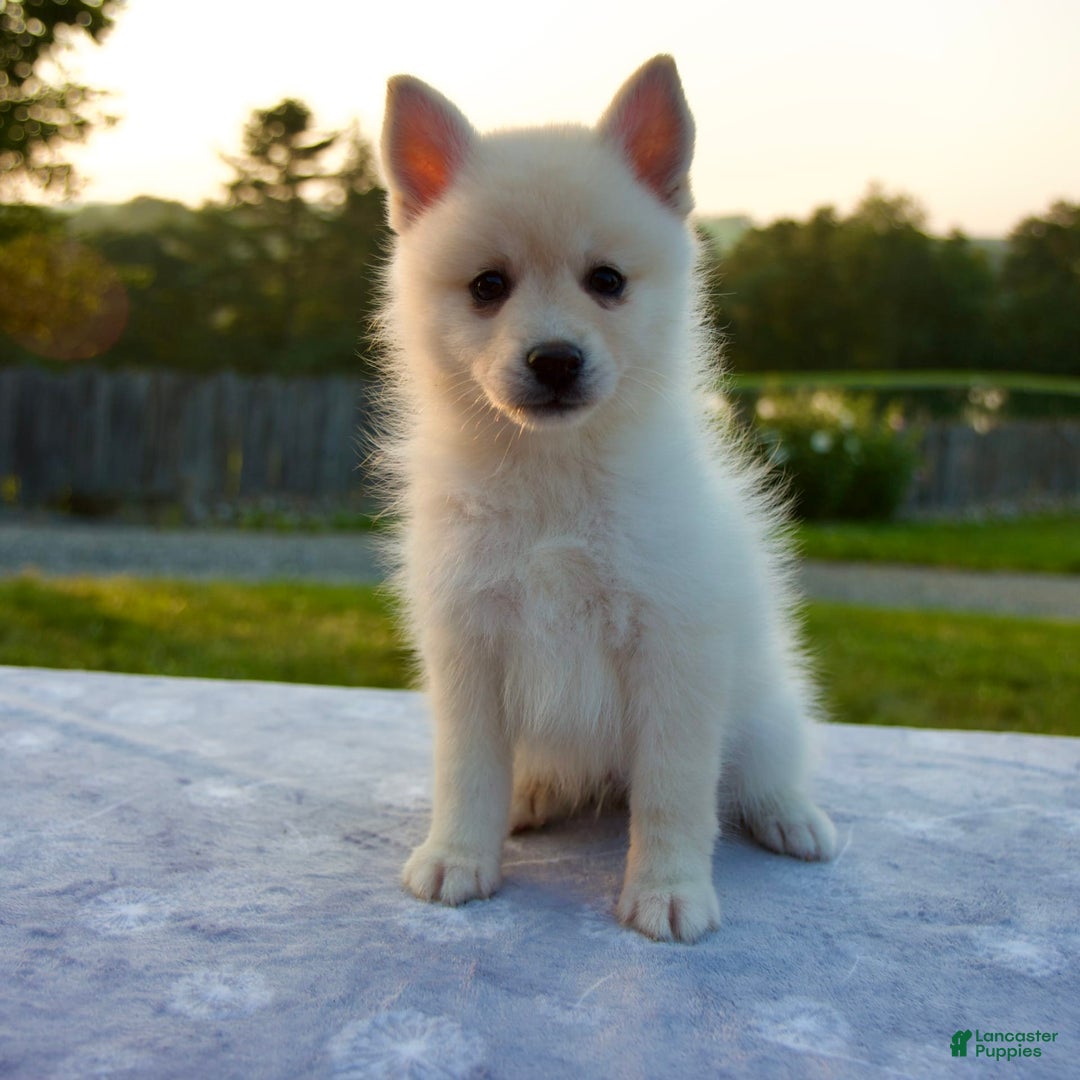 Pomsky dogs for sale: Tannar - Image 1