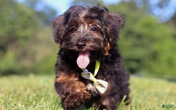 Yorkiepoo dogs for sale: Henry - Image 7