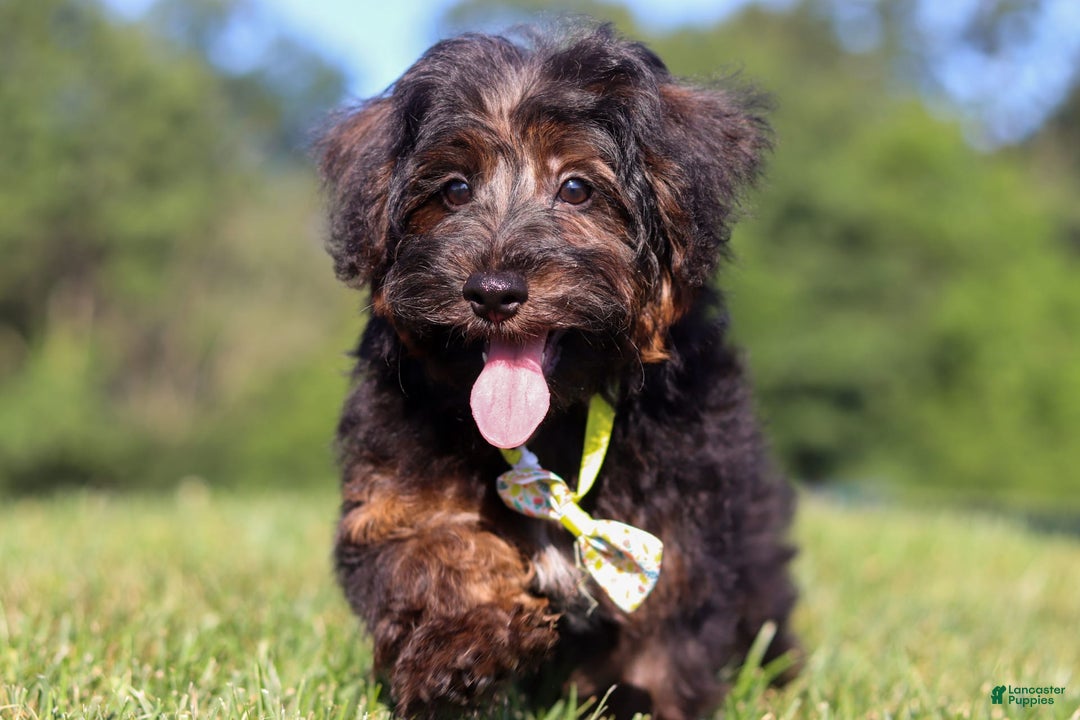 Yorkiepoo dogs for sale: Henry - Image 7