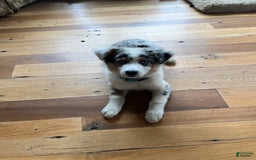 Australian Shepherd dogs for sale: Jojo - Image 11