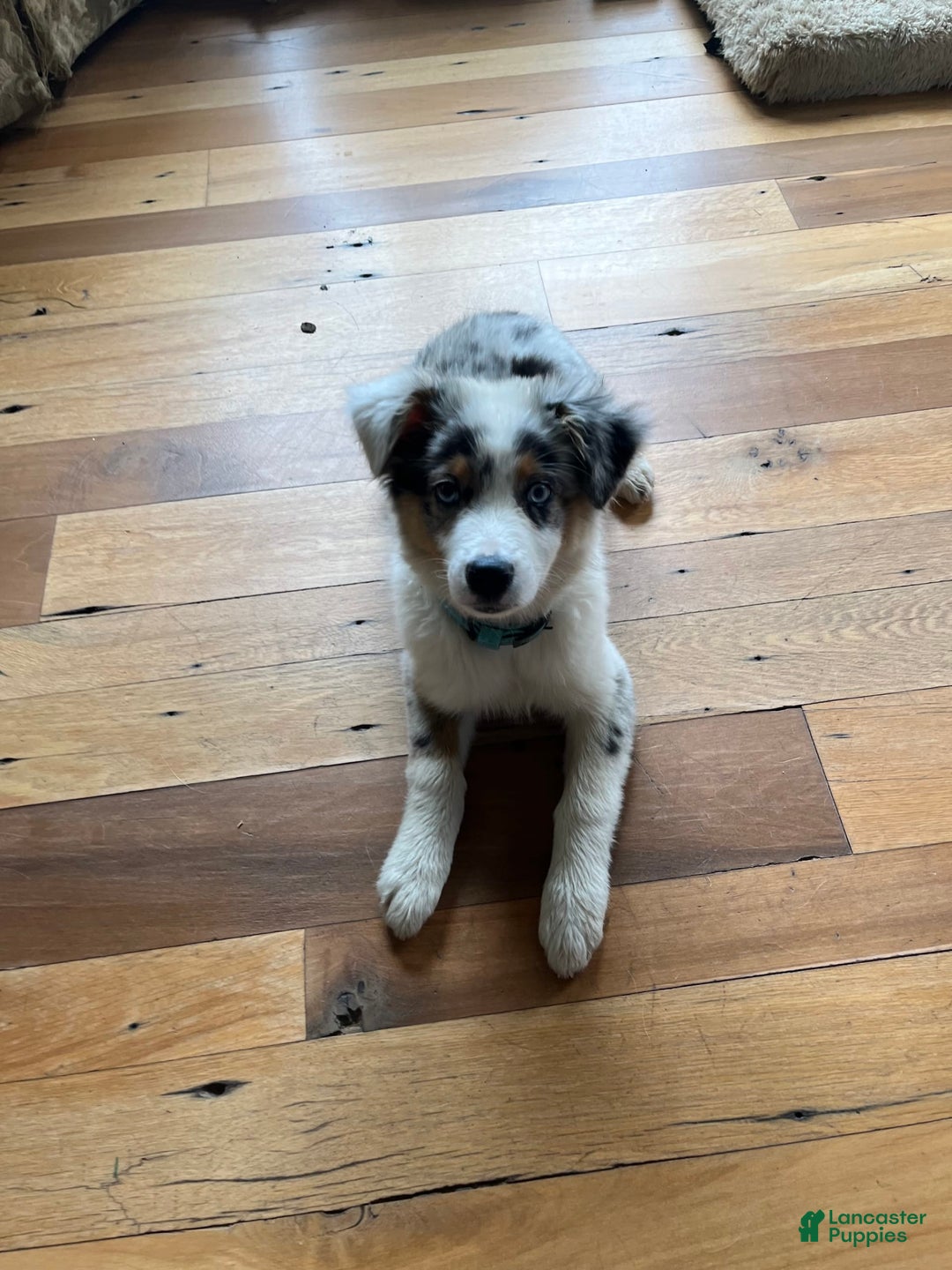 Australian Shepherd dogs for sale: Jojo - Image 11