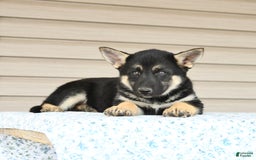 Gerberian Shepsky dogs for sale: Jemma - Image 2