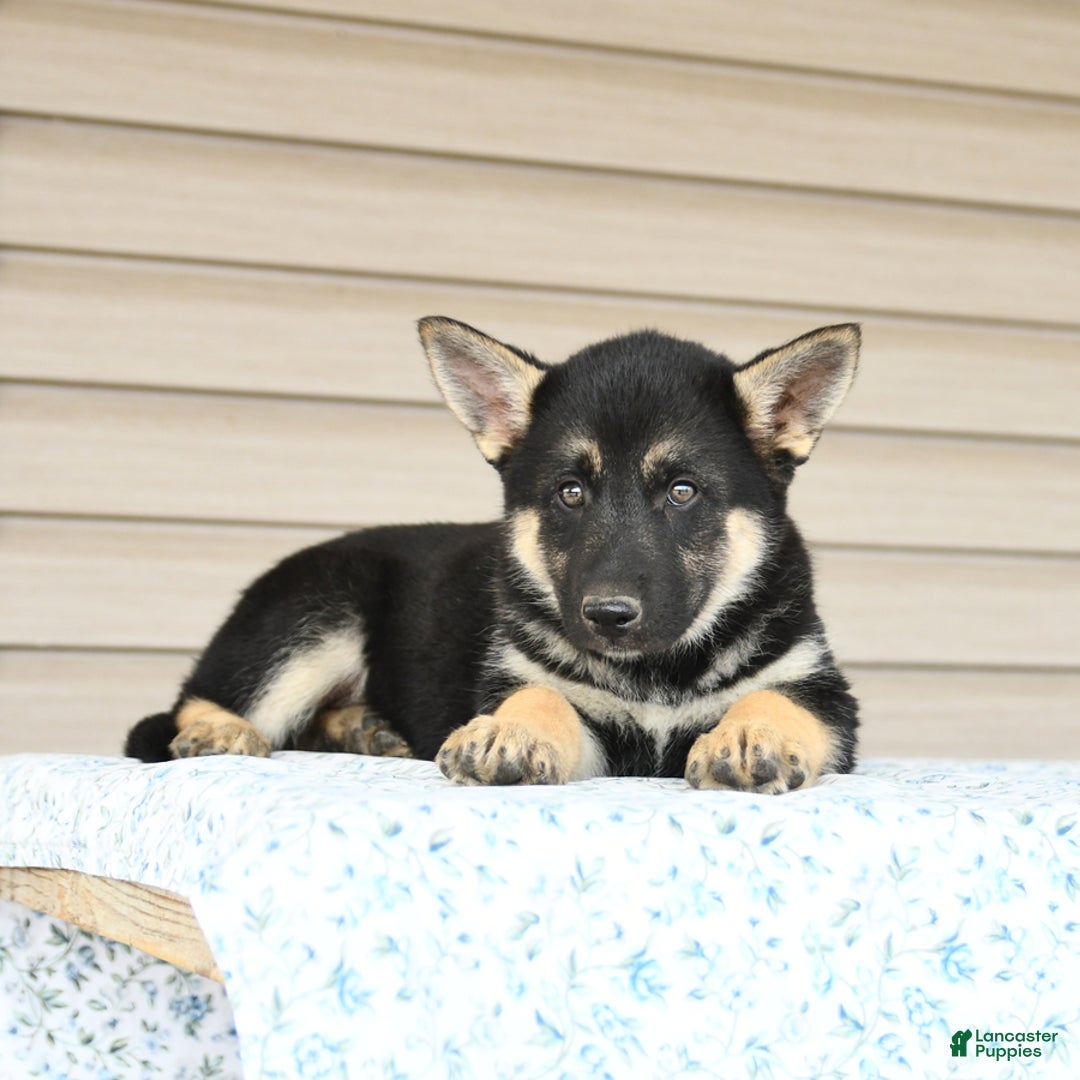 Gerberian Shepsky dogs for sale: Jemma - Image 2
