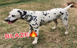 Dalmatian dogs for sale: Peppers Tan Boy - Image 20