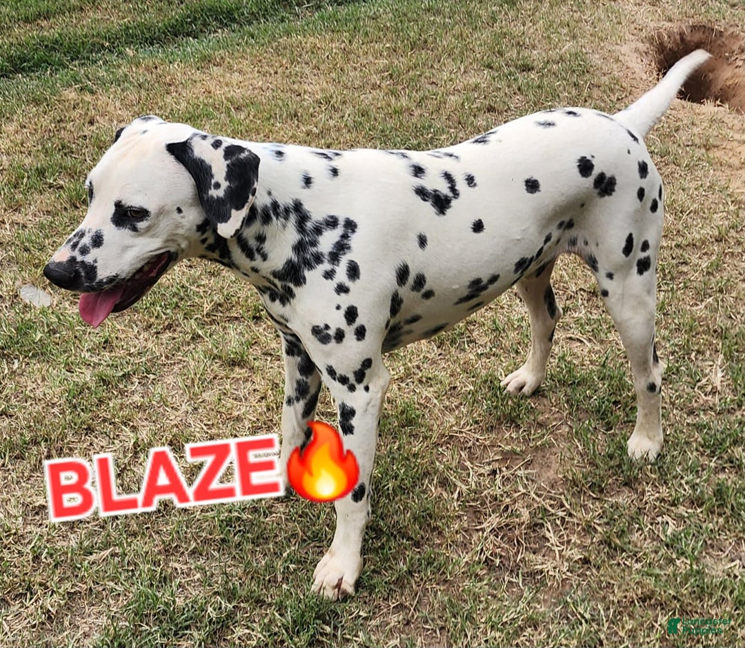 Dalmatian dogs for sale: Peppers Tan Boy - Image 20