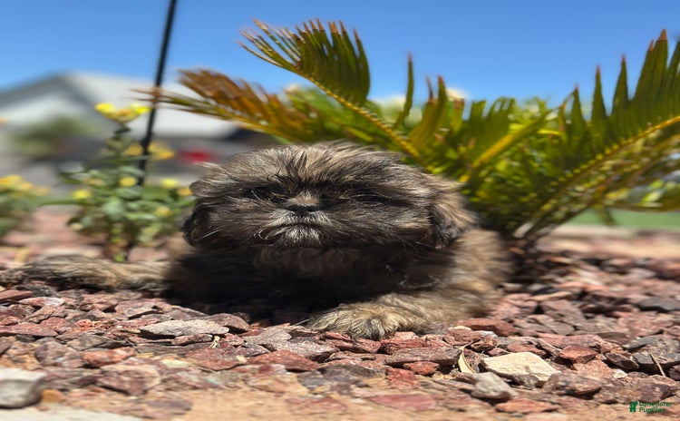 Shih Tzu dogs for sale - Ad 2