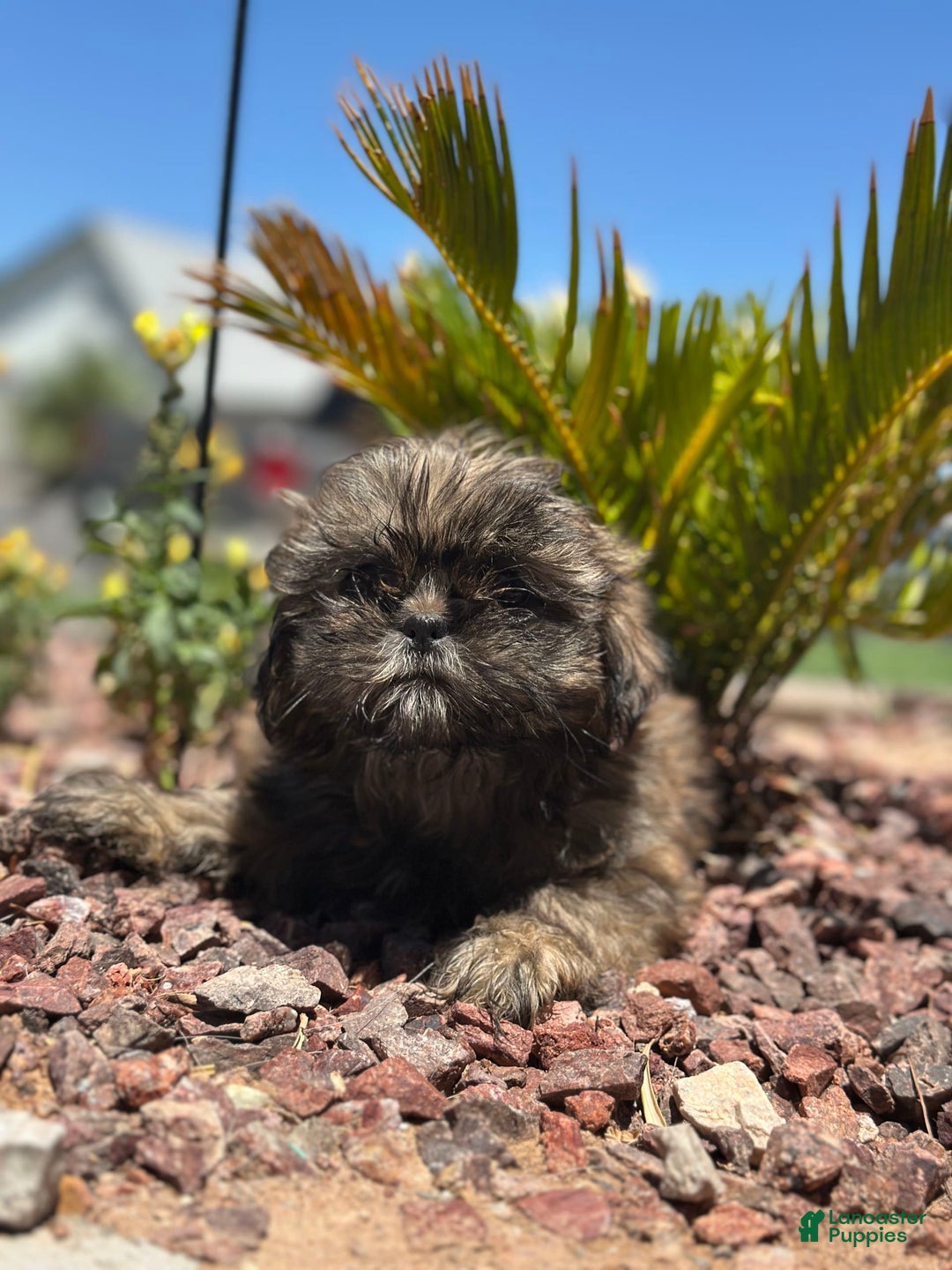 Shih Tzu dogs for sale: Ginger - Image 1