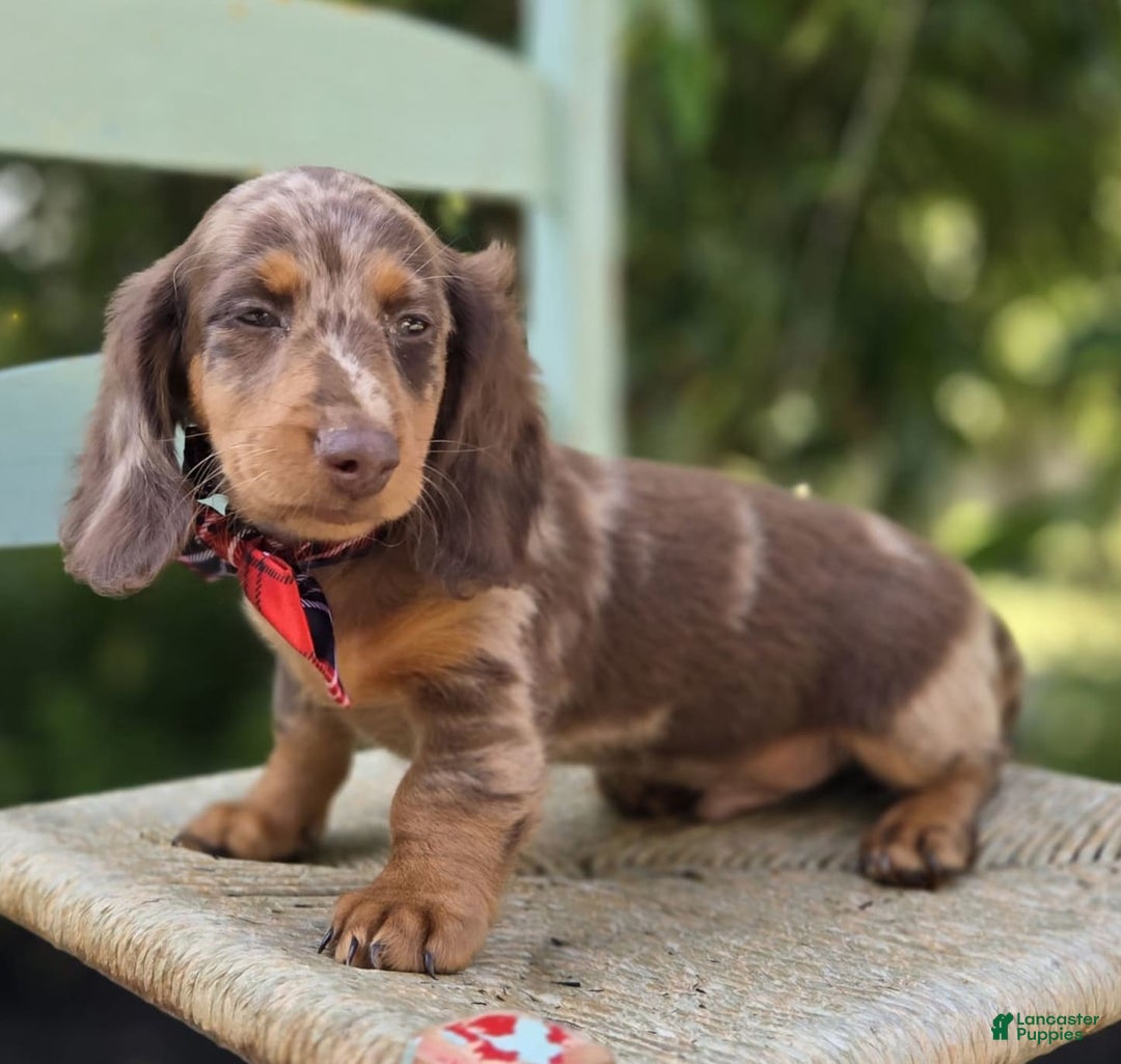 Miniature Dachshund dogs for sale: Kyle - Image 6