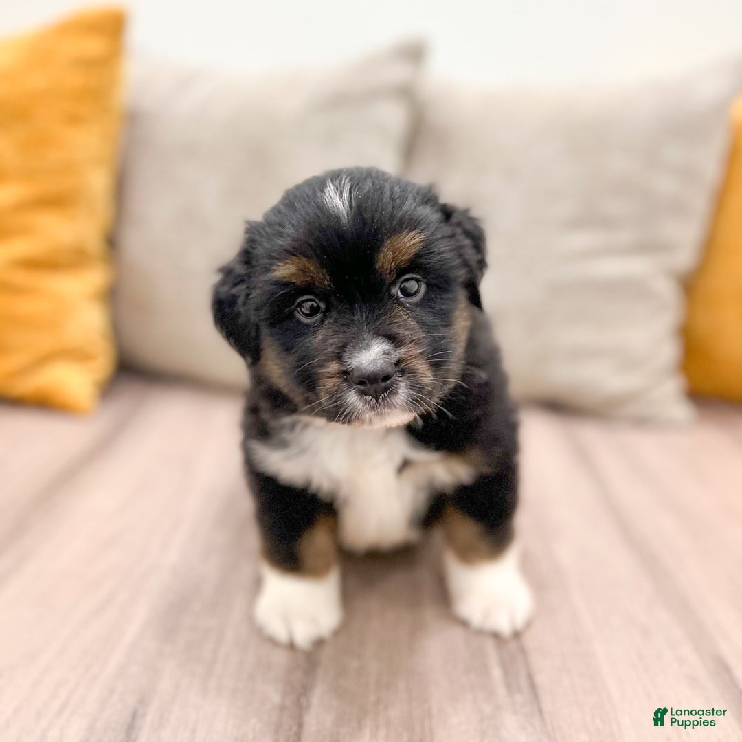 Australian Shepherd dogs for sale: Oscar - Image 1