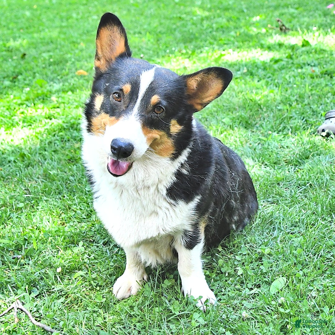 Welsh Corgi Pembroke dogs for sale: Mercy - Image 6