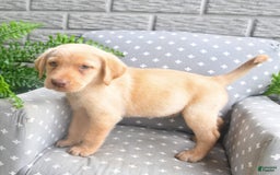 Labrador Retriever dogs for sale: Labrador Retriever 6 puppies - Image 2