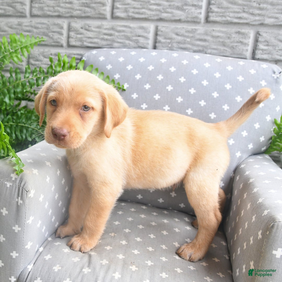 Labrador Retriever dogs for sale: Labrador Retriever 6 puppies - Image 2
