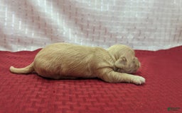 Cockapoo dogs for sale: Fishlegs - Image 1