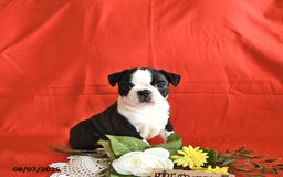 Boston Terrier dogs for sale: Lincoln - Image 1