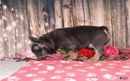 French Bulldog dogs for sale: French Bulldog 4 puppies - Image 4