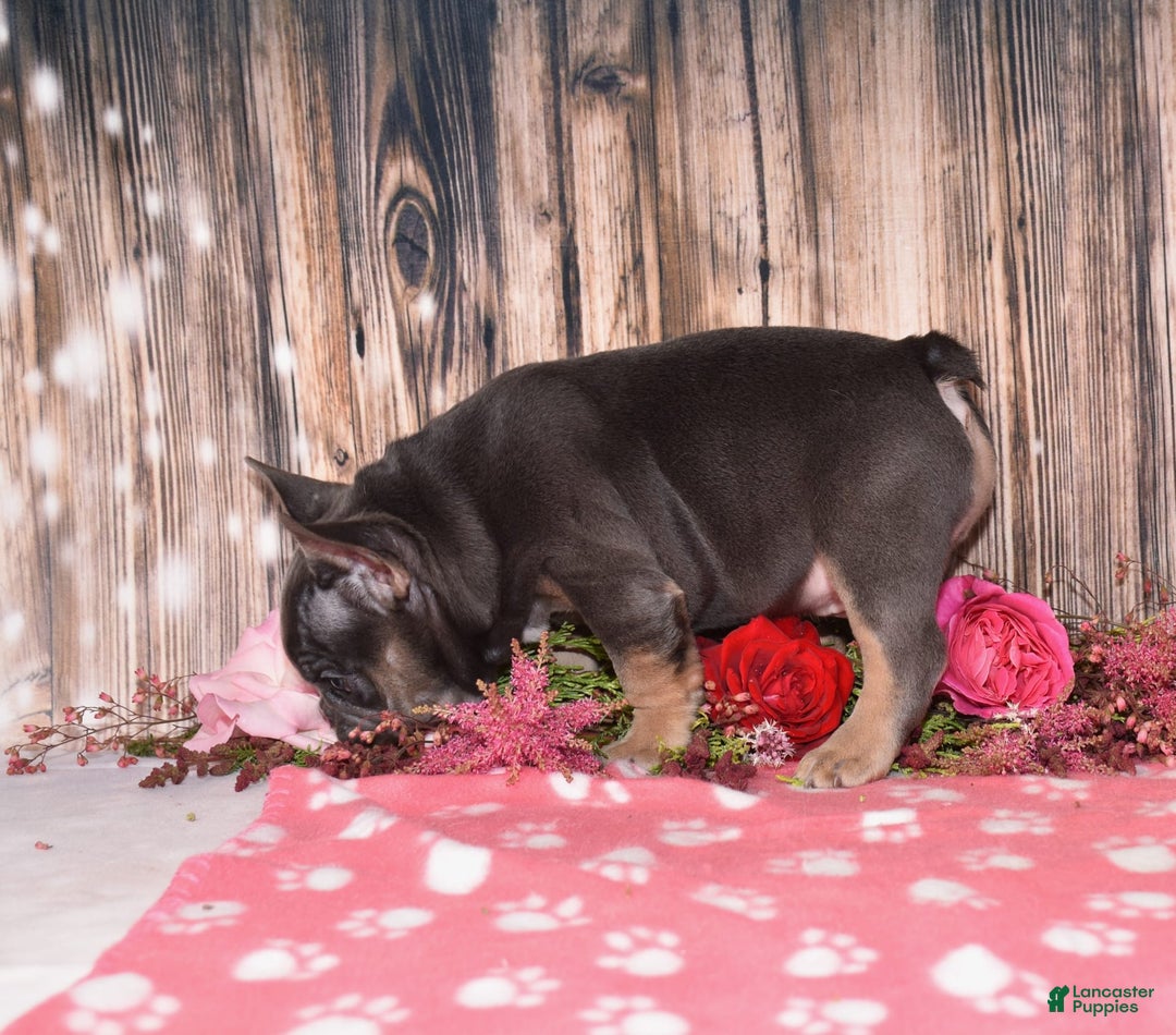 French Bulldog dogs for sale: French Bulldog 4 puppies - Image 4