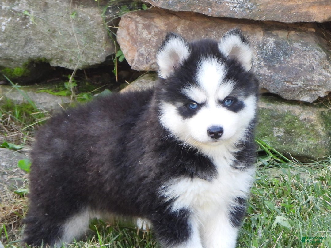 Pomsky dogs for sale: Ashley - Image 5