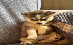 Alaskan Klee Kai dogs for sale: Blue Katie - Image 3