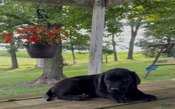 Labrador Retriever dogs for sale: Rosie - Image 3