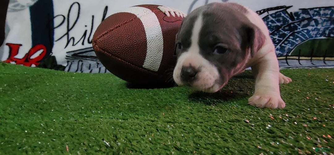 American Bully dogs for sale: Nova - Image 3