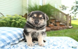 German Shepherd dogs for sale: River - Image 4