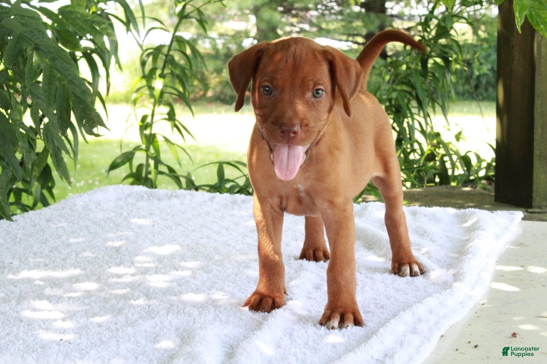 Rhodesian Ridgeback dogs for sale: Gail - Image 2