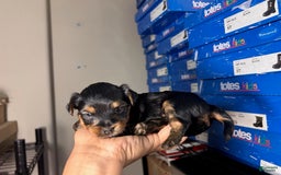 Yorkshire Terrier dogs for sale: Duke - Image 1