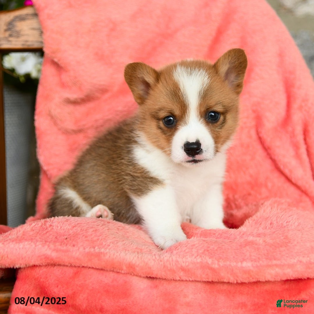 Welsh Corgi Pembroke dogs for sale: Valor Akc - Image 5
