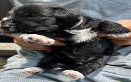 Miniature Schnauzer dogs for sale: Mia - Image 5