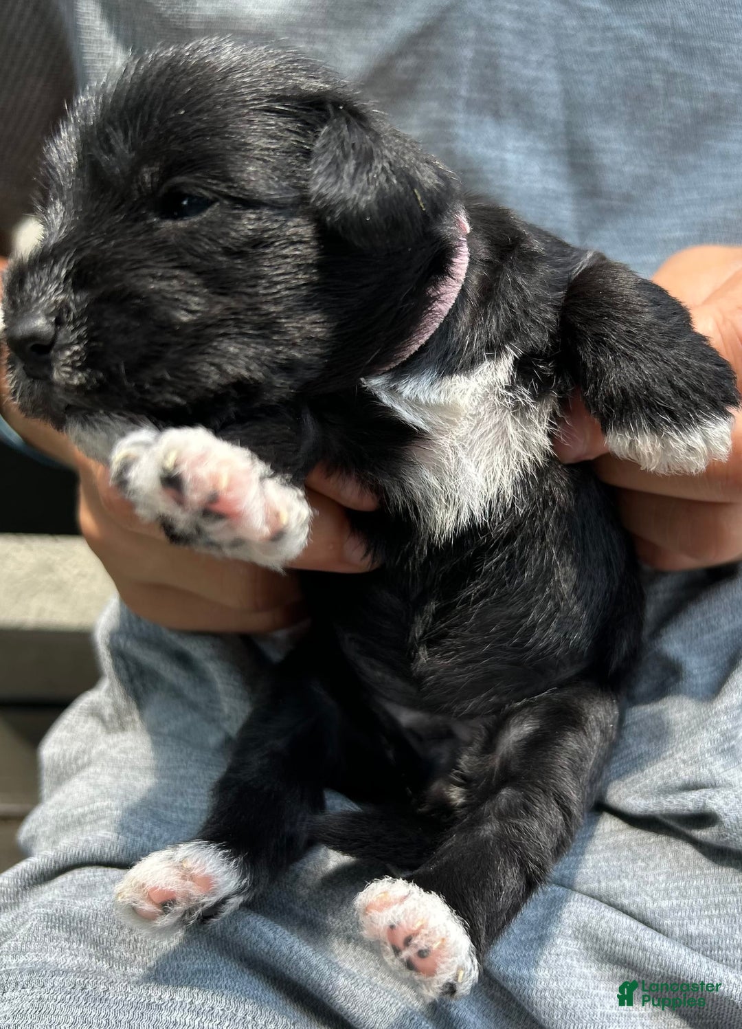 Miniature Schnauzer dogs for sale: Mia - Image 5