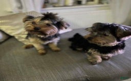 Yorkshire Terrier dogs for sale: Bella - Image 4
