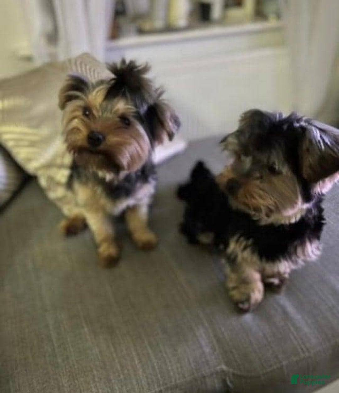 Yorkshire Terrier dogs for sale: Bella - Image 4