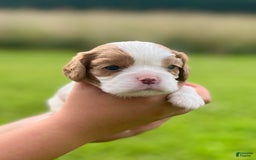 Cavalier King Charles Spaniel dogs for sale: Thomas - Image 2