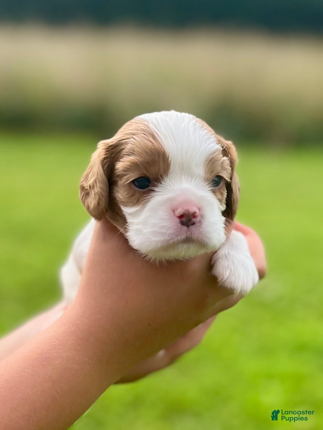 Cavalier King Charles Spaniel dogs for sale: Thomas - Image 2