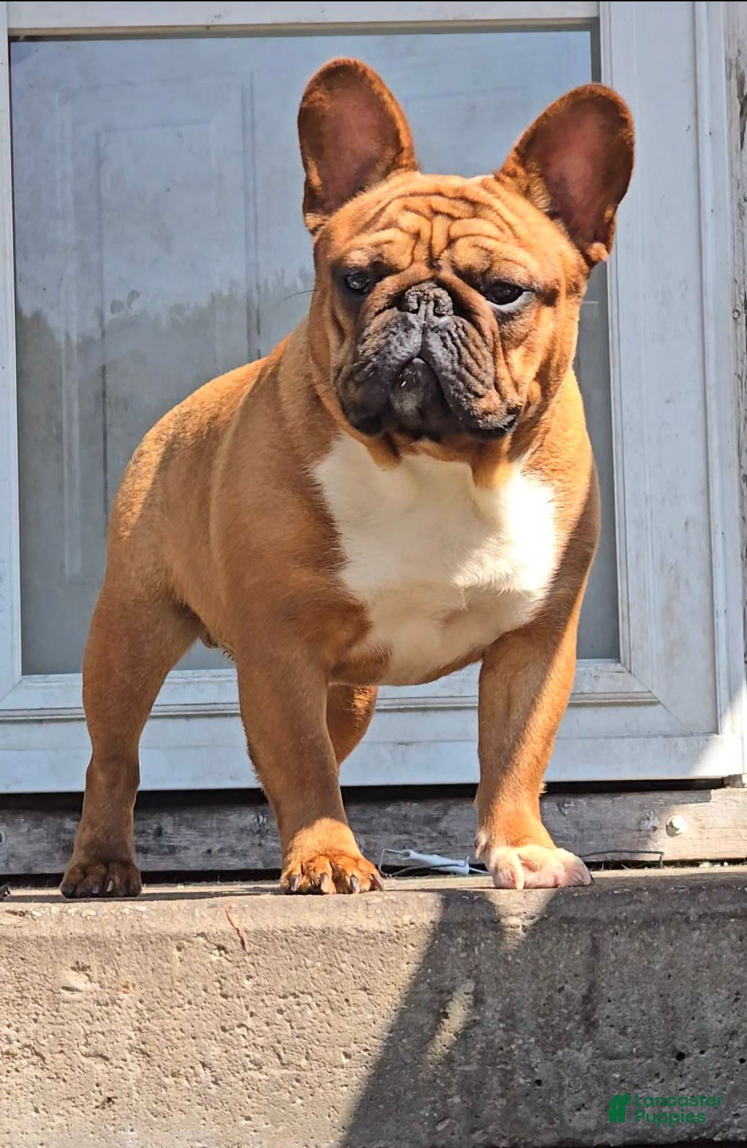 French Bulldog dogs for sale: Raider - Image 21